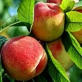 Персик  Персик в Новосибирске