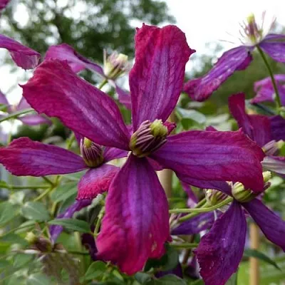 Клематис СВИТ САММЕР ЛАВ  Клематис СВИТ САММЕР ЛАВ в Новосибирске