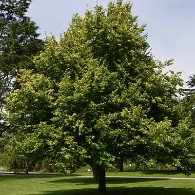 Липа сердцевидная  Липа сердцевидная в Новосибирске