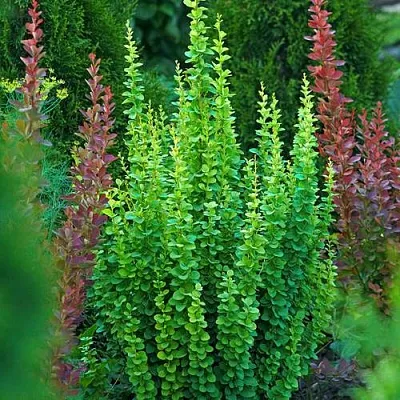 Барбарис ЭРЕКТА тунберга  Барбарис ЭРЕКТА тунберга в Новосибирске