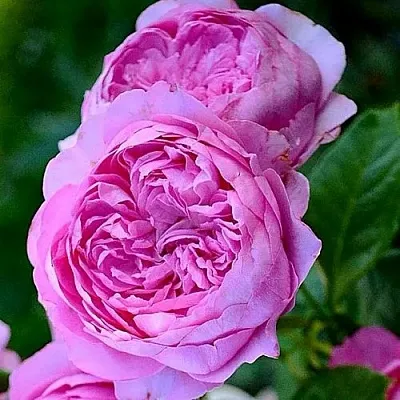 Саженцы роз ШАНТАЛЬ МЕРЬЕ шраб в Новосибирске