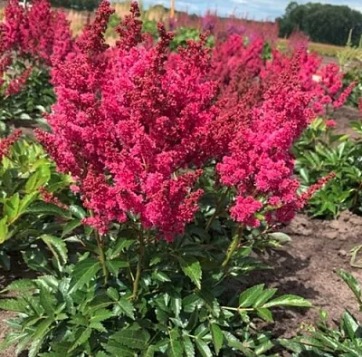 Астильба ЛАКИ ДЕЙ Арендса  Астильба ЛАКИ ДЕЙ Арендса в Новосибирске