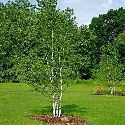 Береза бумажная  Береза бумажная в Новосибирске