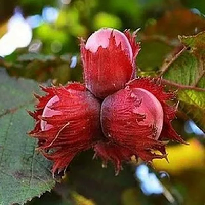 Фундук КРАСНЫЙ ЯНТАРЬ  Фундук КРАСНЫЙ ЯНТАРЬ в Новосибирске