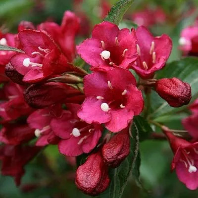 Вейгела ЕВА РАТКЕ  Вейгела ЕВА РАТКЕ в Новосибирске