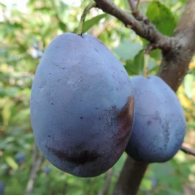 Слива АМЕРС  Слива АМЕРС в Новосибирске