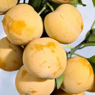 Слива РЕНКЛОД ранний в Новосибирске