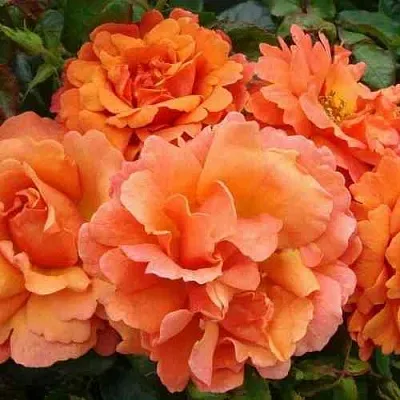 Саженцы роз БРИДЖ ОФ САЙЗ плетистая  Саженцы роз БРИДЖ ОФ САЙЗ плетистая в Новосибирске