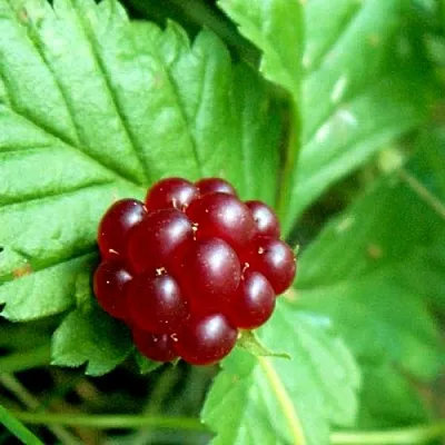 Княженика ЭЛПЕ в Новосибирске