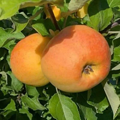 Яблоня АНТОНОВКА ЗОЛОТАЯ  Яблоня АНТОНОВКА ЗОЛОТАЯ в Новосибирске