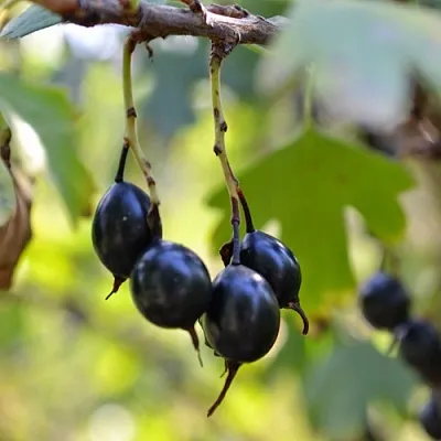 Смородина золотистая ДУСТЛИК в Новосибирске