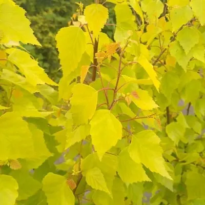 Берёза ГОЛДЕН ОБЕЛИСК повислая   Берёза ГОЛДЕН ОБЕЛИСК повислая  в Новосибирске