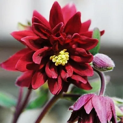 Аквилегия РУБИ ПОРТ обыкновенная  Аквилегия РУБИ ПОРТ обыкновенная в Новосибирске