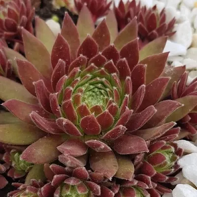 Молодило ЛЮФТШПРУНГ в Новосибирске