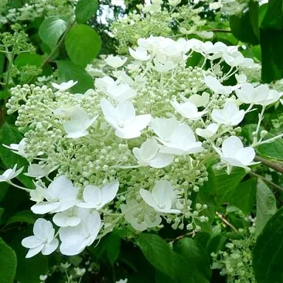 Гортензия УАЙТ ДОМ древовидная  Гортензия УАЙТ ДОМ древовидная в Новосибирске