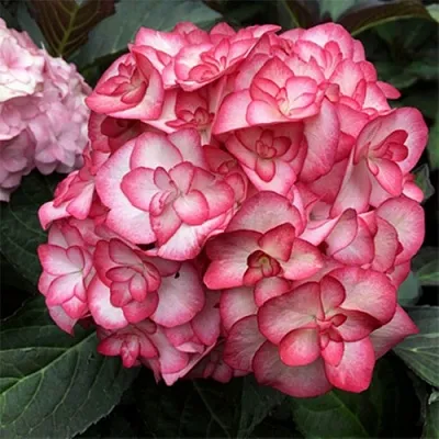 Гортензия Ю ЭНД МИ МИСС САОРИ крупнолистная в Новосибирске