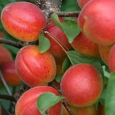 Абрикос НЬЮ-ДЖЕРСИ  Абрикос НЬЮ-ДЖЕРСИ в Новосибирске