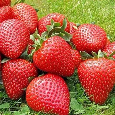 Клубника ЭЛИАНЕ  Клубника ЭЛИАНЕ в Новосибирске