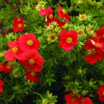 Лапчатка РЕД АЙС кустарниковая  Лапчатка РЕД АЙС кустарниковая в Новосибирске