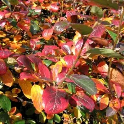 Кизильник блестящий — описание сорта Кизильник блестящий в Новосибирске