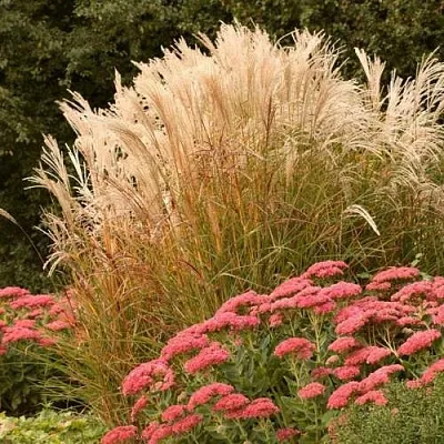 Злаки в Новосибирске