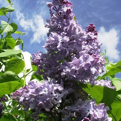 Сирень КРЫЛЬЯ НАДЕЖДЫ  Сирень КРЫЛЬЯ НАДЕЖДЫ в Новосибирске