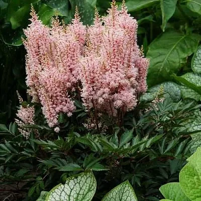 Астильба ЛУК ЭТ МИ японская  Астильба ЛУК ЭТ МИ японская в Новосибирске