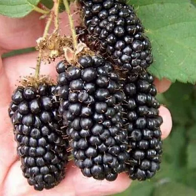 Ежевика ЛОХ НЕСС бесшипная  Ежевика ЛОХ НЕСС бесшипная в Новосибирске