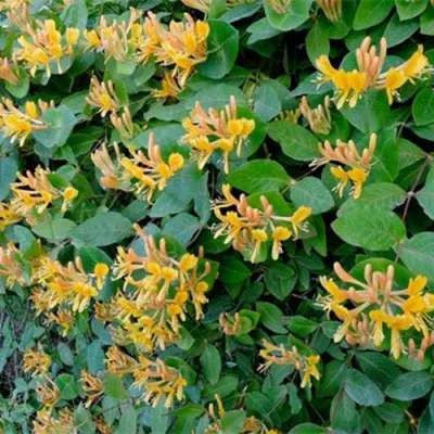 Жимолость ТЕЛЬМАНА в Новосибирске