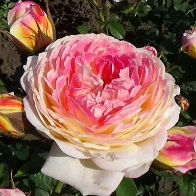 Саженцы роз РОЗОМАН ЖАНОН шраб в Новосибирске