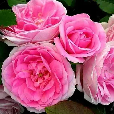 Саженцы роз ПРЕЙРИ ДЖОЙ шраб в Новосибирске