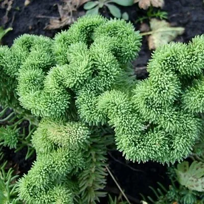 Очиток (седум) КРИСТАТУМ отогнутый в Новосибирске