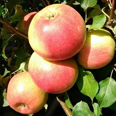 Яблоня ЭМБАССИ в Новосибирске