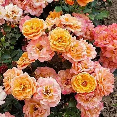 Саженцы роз ЭПРИКОТ КЛЕМЕНТИНА миниатюрная в Новосибирске