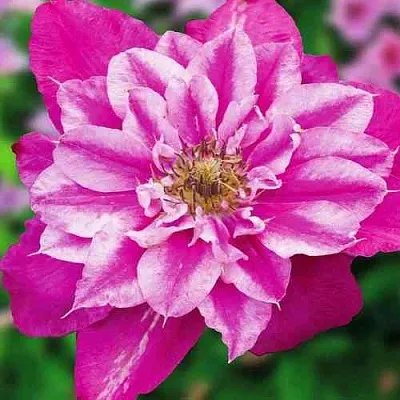 Клематис МАЙ ДАРЛИНГ   Клематис МАЙ ДАРЛИНГ  в Новосибирске