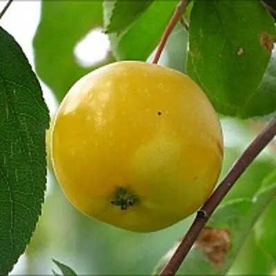 Яблоня КИТАЙКА ЖЁЛТАЯ колонновидная  Яблоня КИТАЙКА ЖЁЛТАЯ колонновидная в Новосибирске