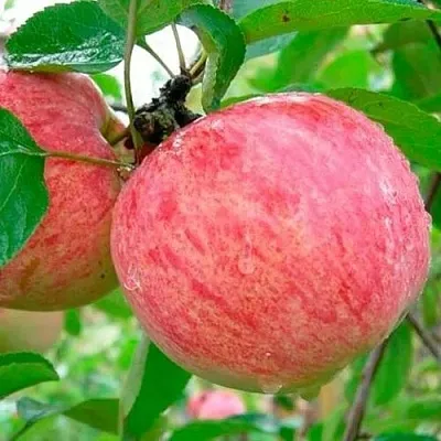Яблоня КОРИЧНОЕ ПОЛОСАТОЕ в Новосибирске