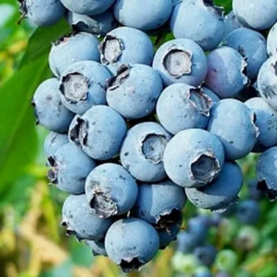 Голубика БРИГИТТА БЛЮ  Голубика БРИГИТТА БЛЮ в Новосибирске