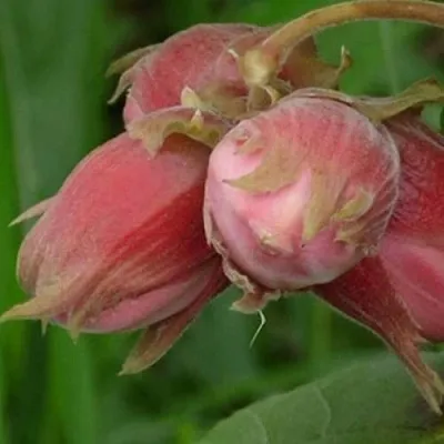 Фундук АКАДЕМИК ЯБЛОКОВ  Фундук АКАДЕМИК ЯБЛОКОВ в Новосибирске