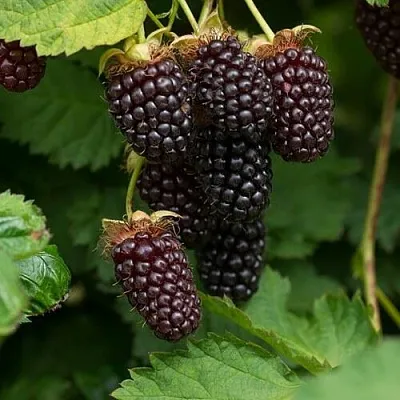 Ежемалина  Ежемалина в Новосибирске