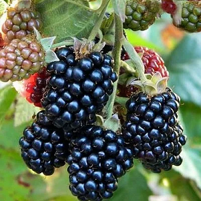 Ежевика ОУАЧИТА бесшипная  Ежевика ОУАЧИТА бесшипная в Новосибирске