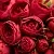 Саженцы роз РЕД ЛЕЙС спрей в Новосибирске