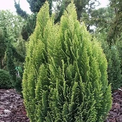 Кипарисовик ЭЛВУДИ ЭМПАЙР лавсана в Новосибирске