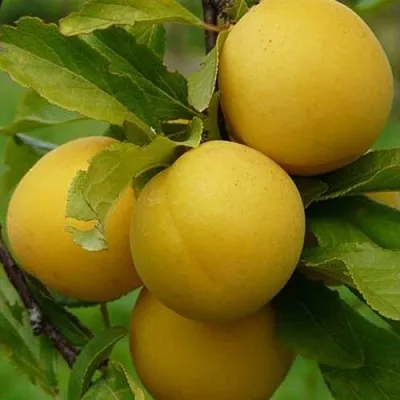 Слива СОЛНЫШКО  Слива СОЛНЫШКО в Новосибирске