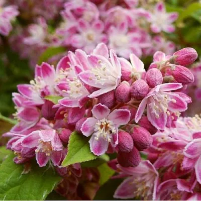 Дейция СТРОБЕРРИ ФИЛДС   Дейция СТРОБЕРРИ ФИЛДС  в Новосибирске