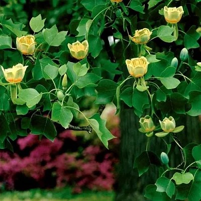 Лириодендрон Лириодендрон в Новосибирске