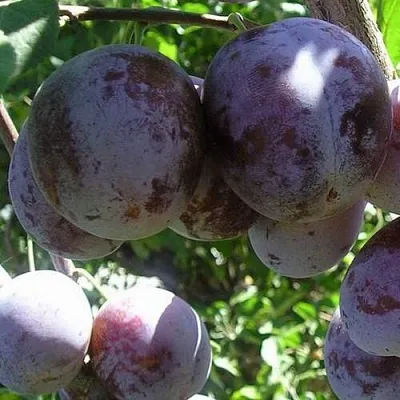 Слива РЕНКЛОД ХАРИТОНОВОЙ  Слива РЕНКЛОД ХАРИТОНОВОЙ в Новосибирске