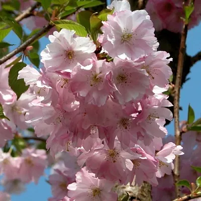 Вишня АККОЛЕЙД цветущая в Новосибирске