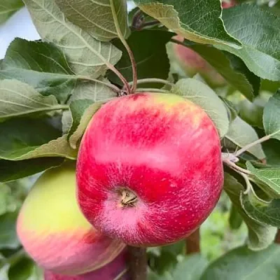 Яблоня АРБАТ колонновидная в Новосибирске