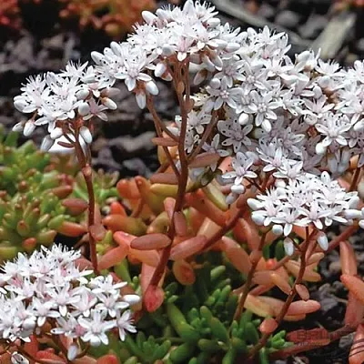 Очиток (седум) КОРАЛ КАРПЕТ белый в Новосибирске